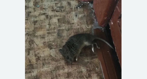 Дезинфекция от мышей в Качканаре